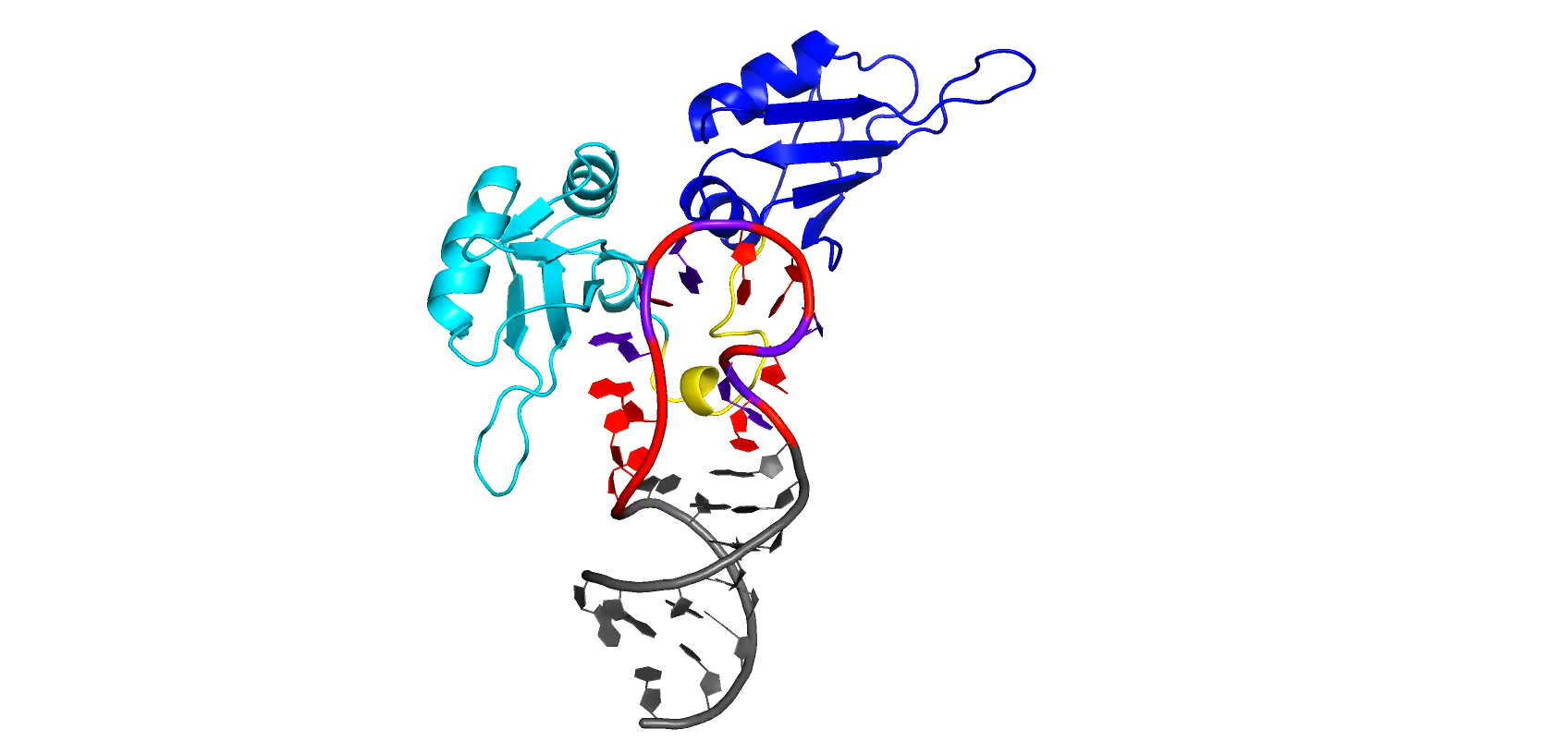 Rotating molecular structure of a protein-RNA complex